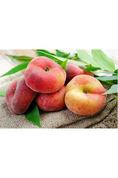 Prunus persica ‘Sweet Cap’